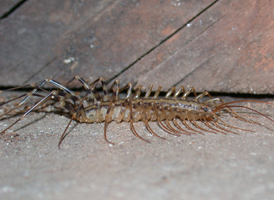 House Centipede